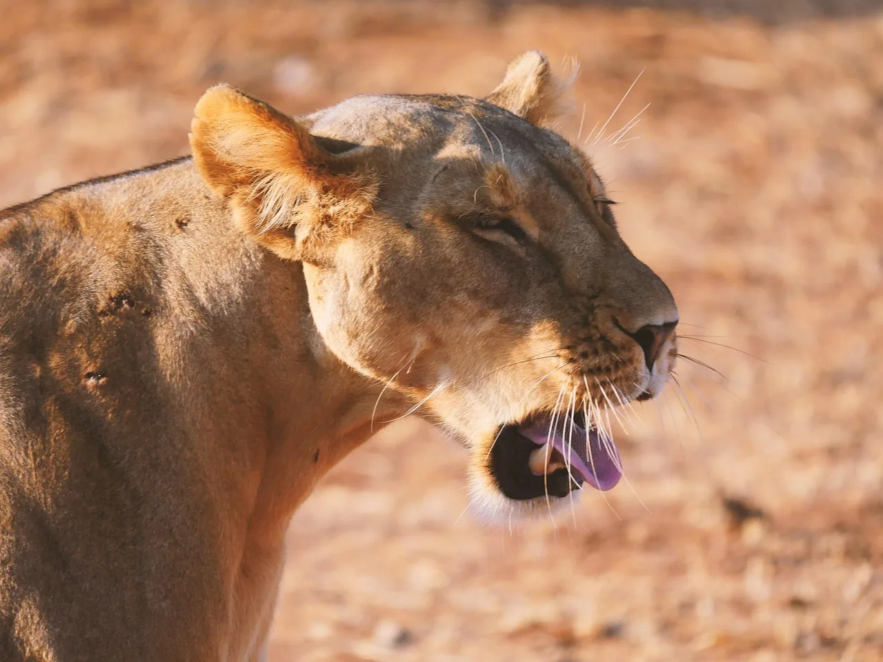 How to Plan Your First Kenya Safari