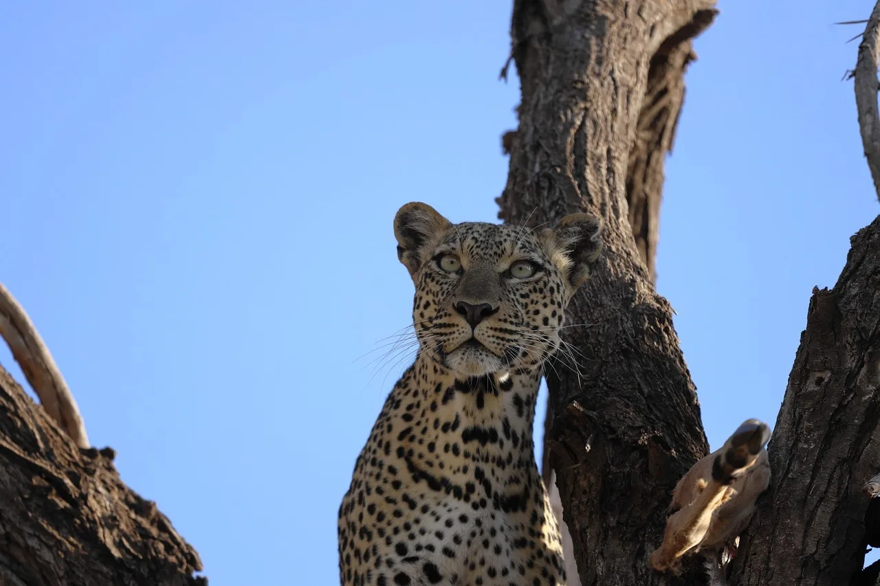 Best Time to Visit the Maasai Mara