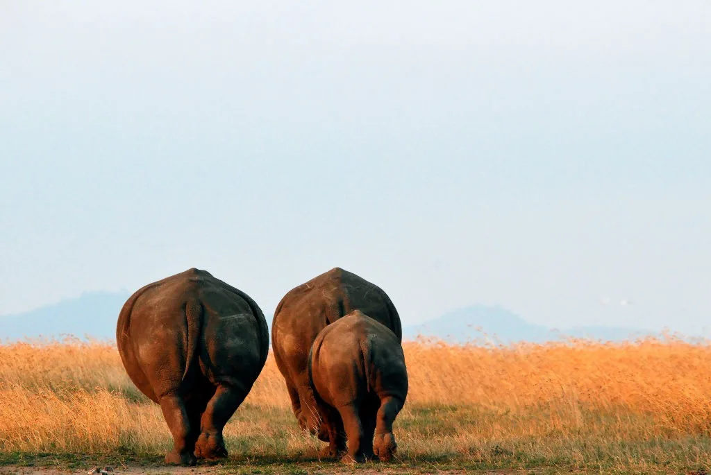 Hotel or Holiday Home? How to Choose for Your Kenya Trip