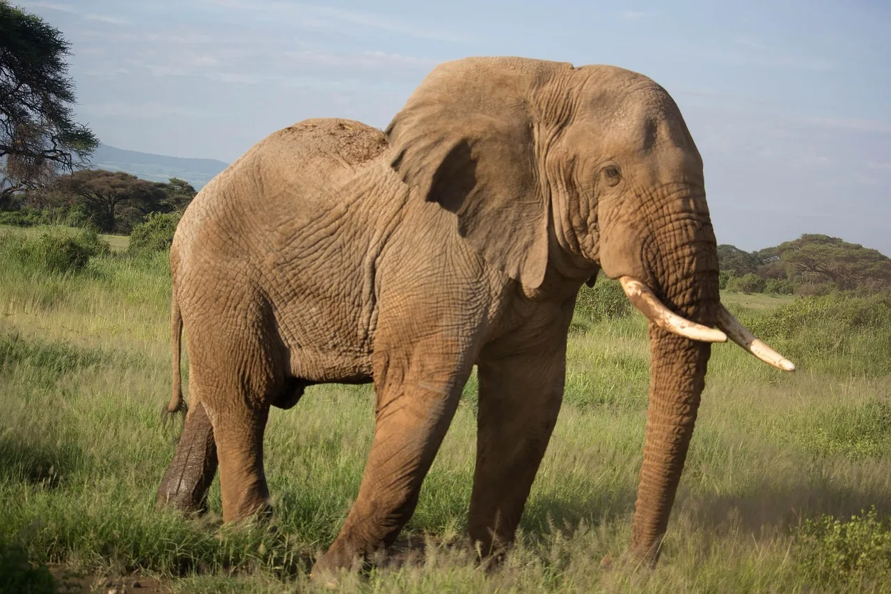Amboseli