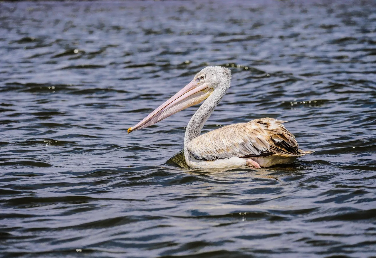 Naivasha