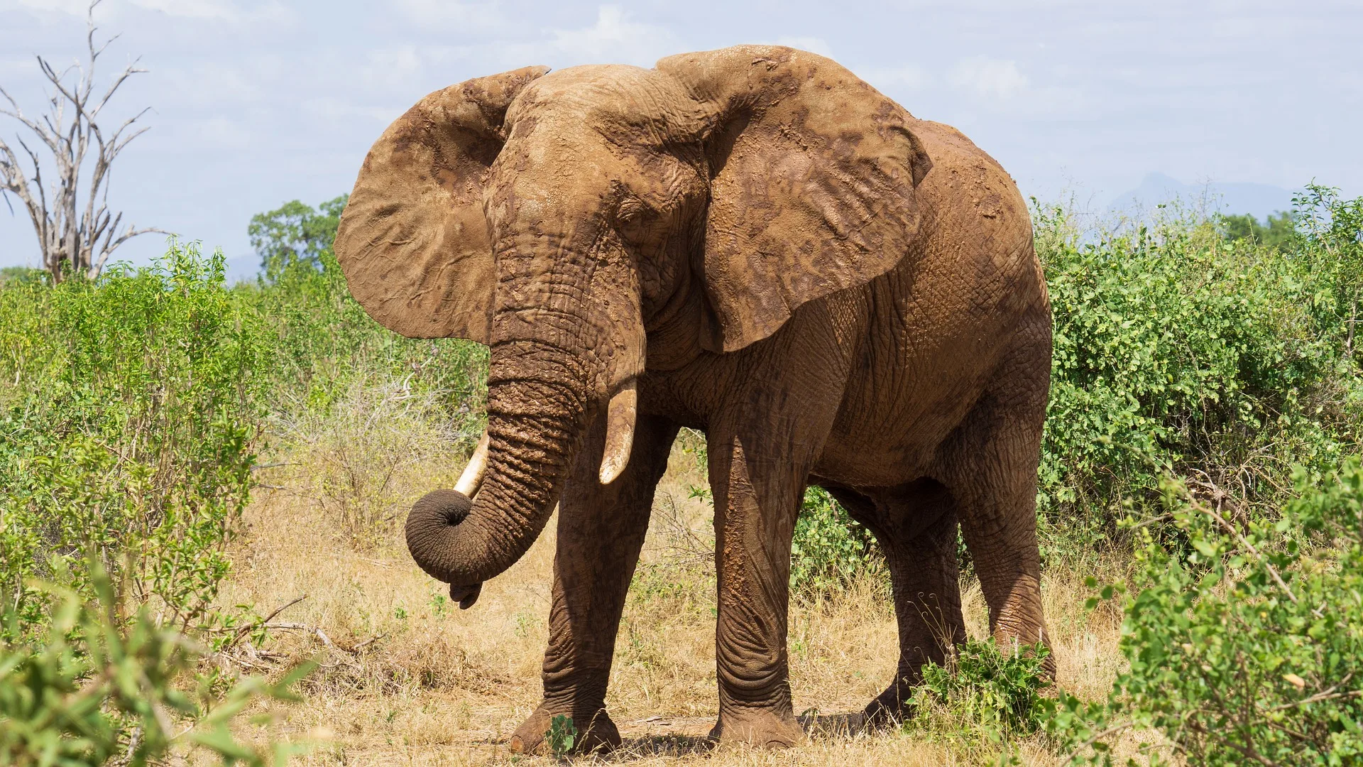 Tsavo | Courtesywide Adventures