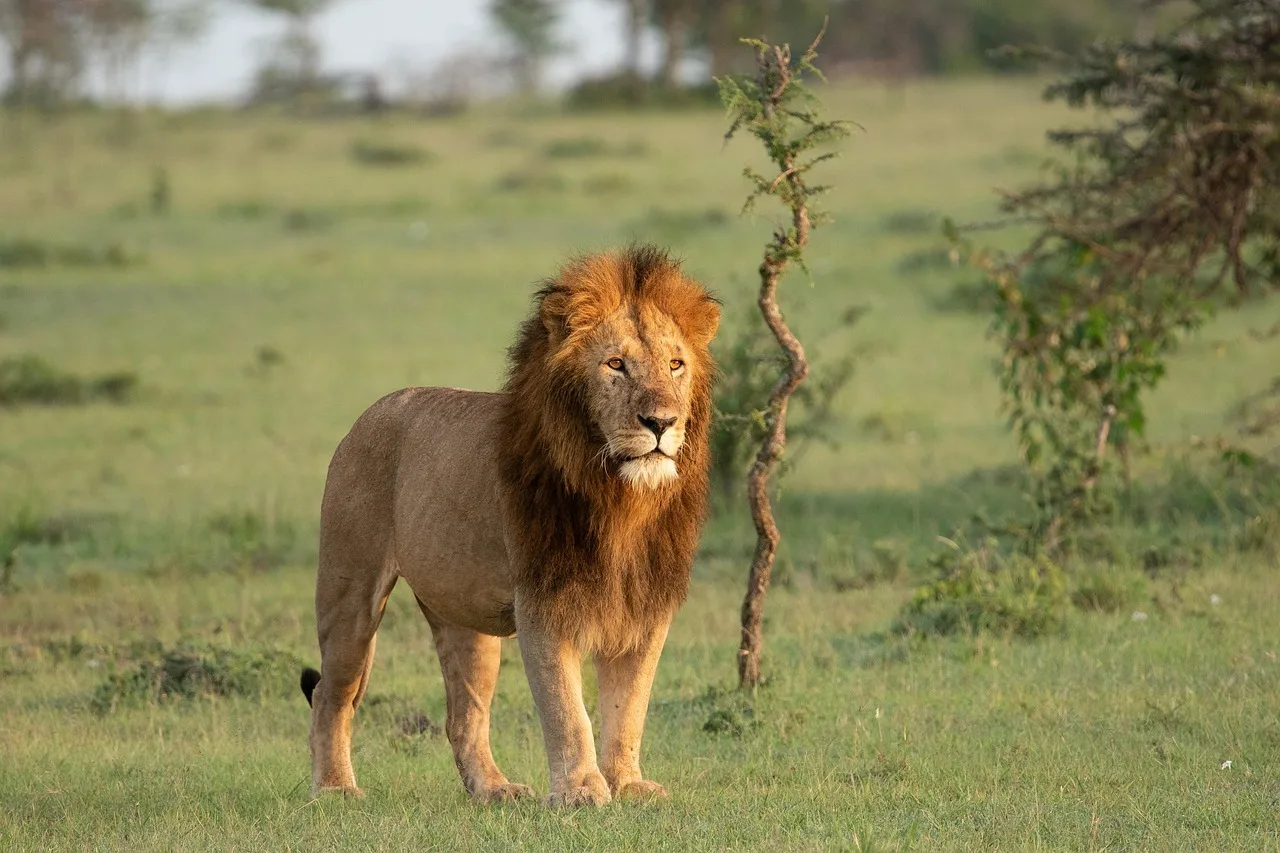 4-Day Maasai Mara & Lake Naivasha Private Safari