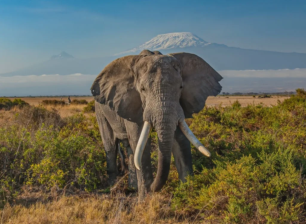 5-Day Amboseli, Tsavo West & Tsavo East Private Safari
