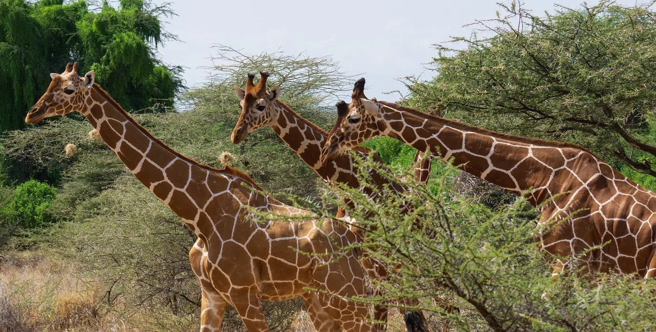 12-Day Grand Kenya Safari — Samburu, Ol Pejeta, Nakuru, Naivasha, Maasai Mara & Amboseli
