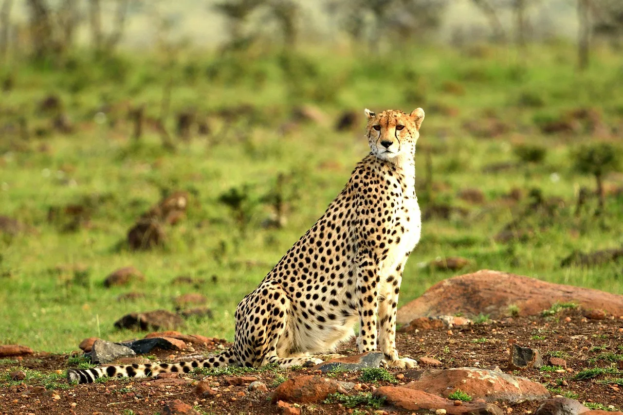 11-Day Kenya Classic Safari & Diani Beach Private Holiday