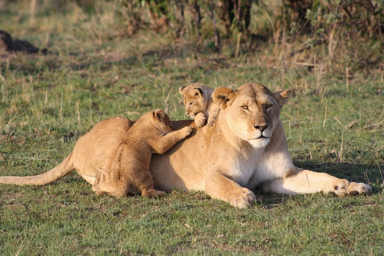 10-Day Kenya Wildlife Photography Safari — Samburu to Maasai Mara