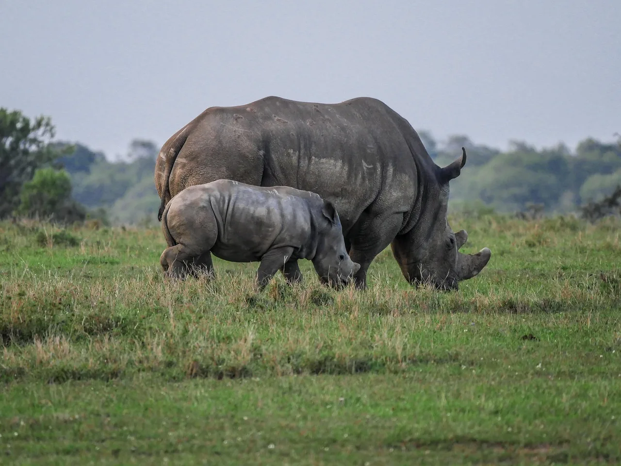 9-Day Ol Pejeta, Nakuru, Naivasha, Maasai Mara & Amboseli Private Safari