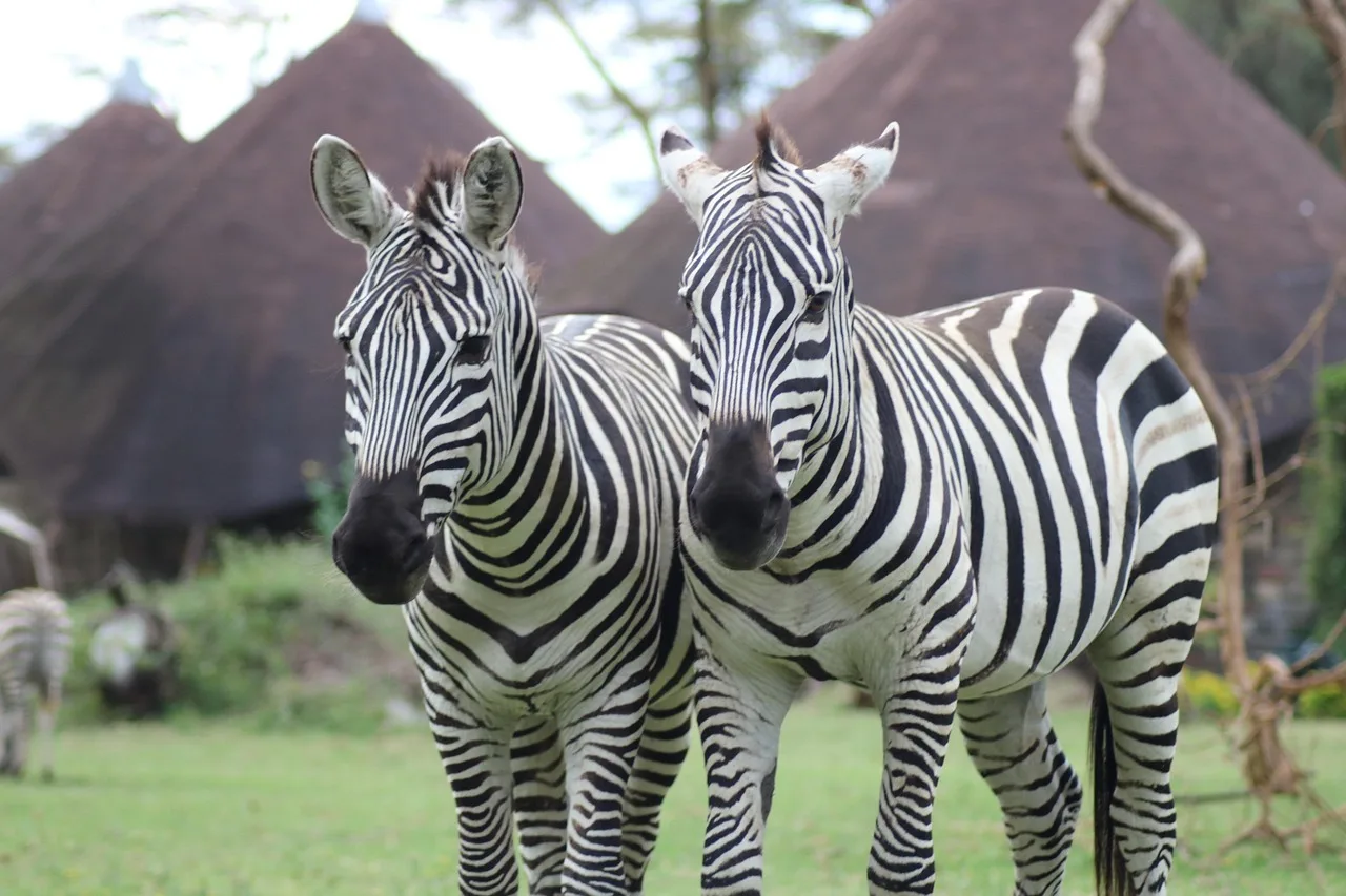 8-Day Samburu, Ol Pejeta, Lake Nakuru & Maasai Mara Private Safari