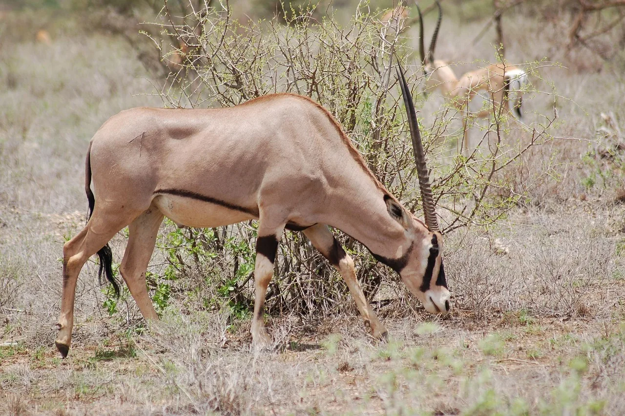 6-Day Samburu, Ol Pejeta & Lake Nakuru Private Safari
