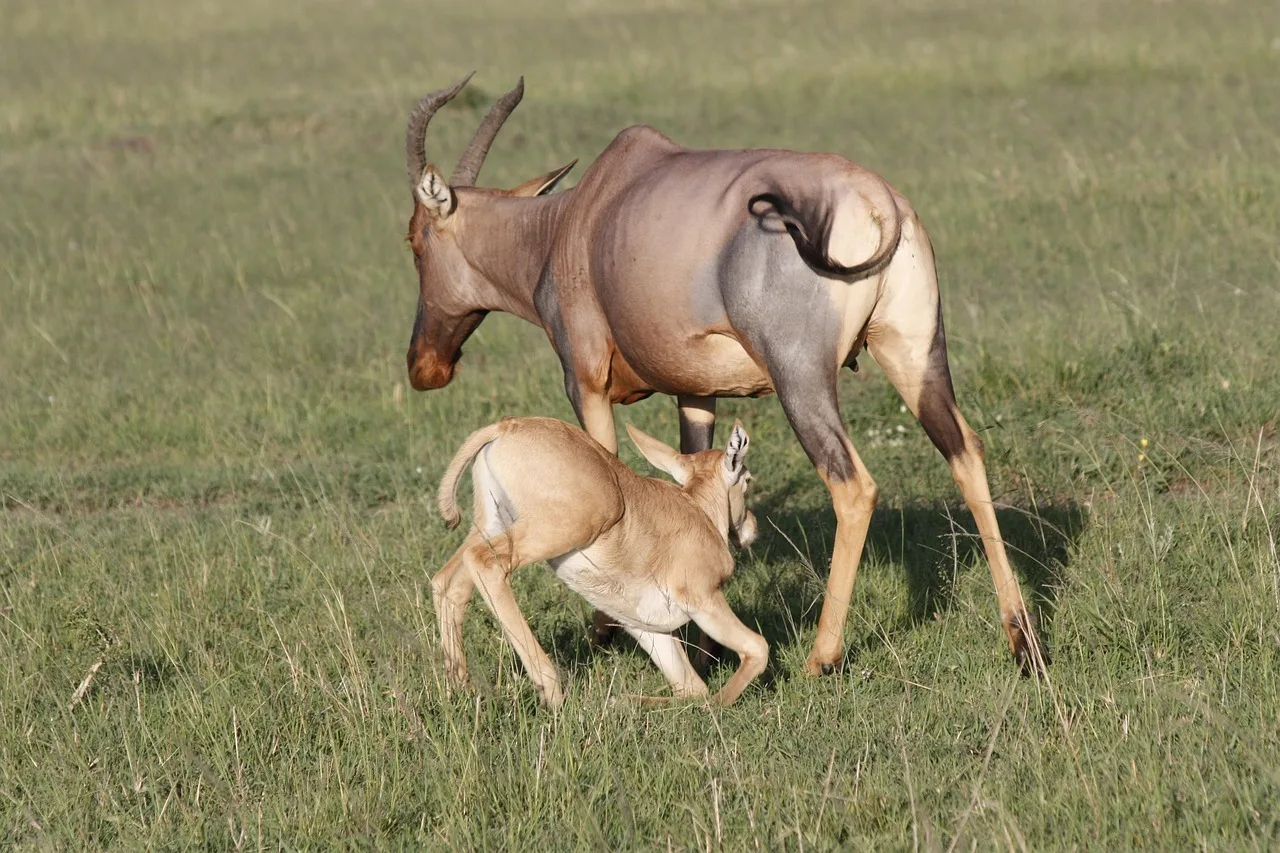 6-Day Samburu, Lake Nakuru & Maasai Mara Private Safari