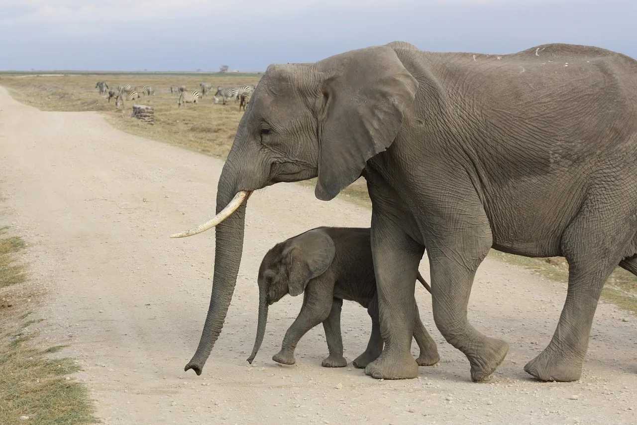 3-Day Amboseli Group Joining Safari