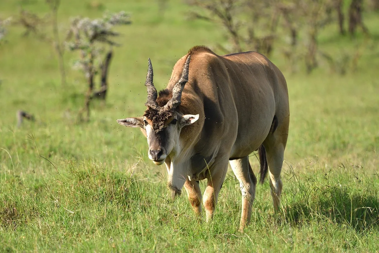4-Day Maasai Mara & Lake Nakuru Mid-Range Group Safari