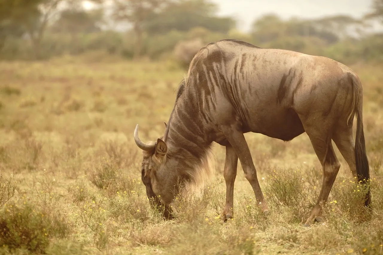 5-Day Maasai Mara, Nakuru & Naivasha Private Safari | Courtesywide Adventures