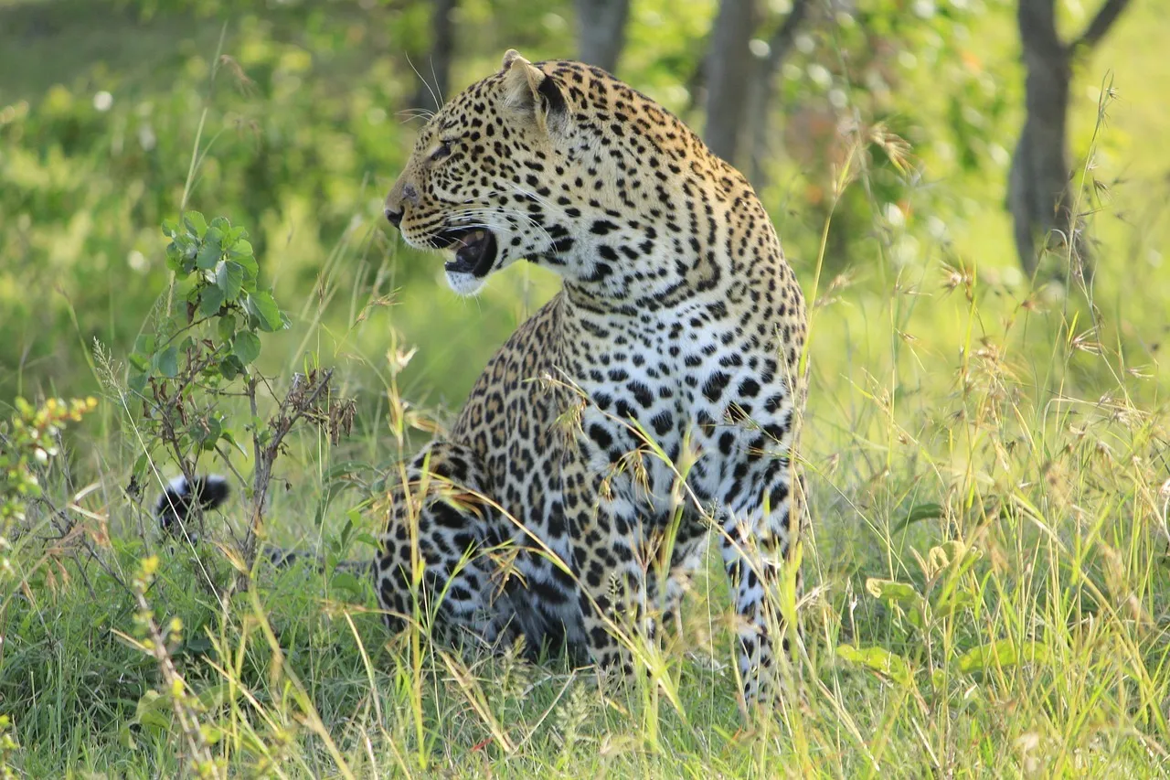 5-Day Maasai Mara, Nakuru & Naivasha Private Safari | Courtesywide Adventures